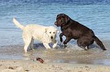 LABRADOR 585